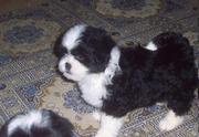 Caring Lhasa Apso Puppies For Sale