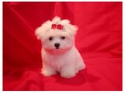 Melkish Maltese puppy to re-home