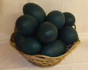 Fresh fertile Emu Hatching Eggs for sale 