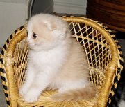 playful kittens for childrens care