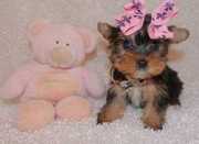 Well trained Yorkie puppies