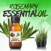 Rosemary herbs: